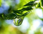 757px-Raindrop_on_a_fern_frond